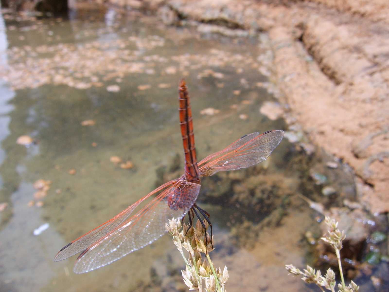 libellule tunisine da identificare